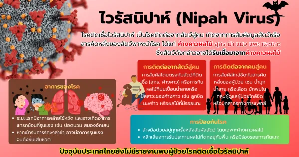 ทำความรู้จัก “ไวรัสนิปาห์” แบบฉบับเข้าใจง่าย